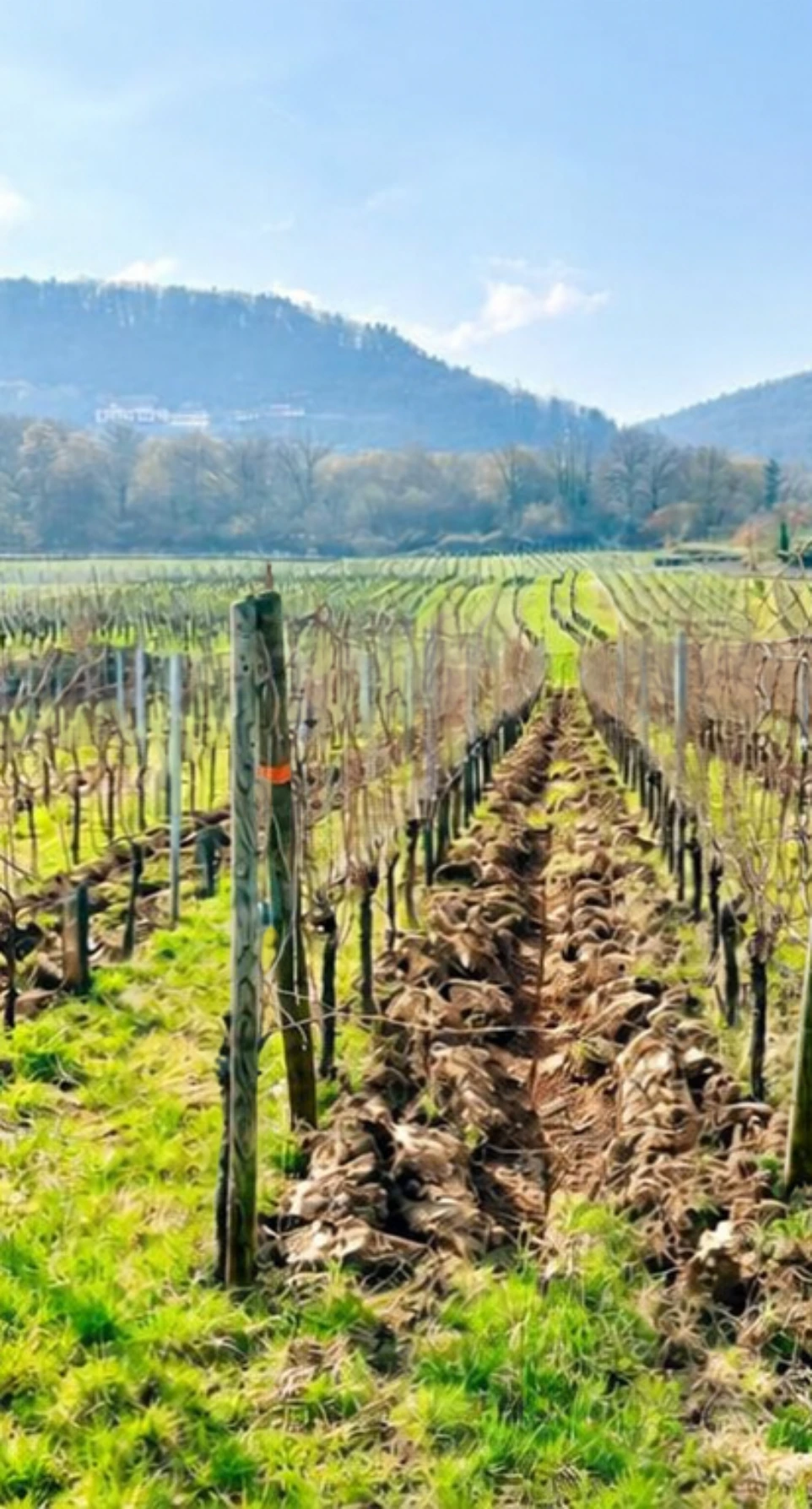 vue des vignobles, en vous promenant sur la route des vins de champagne