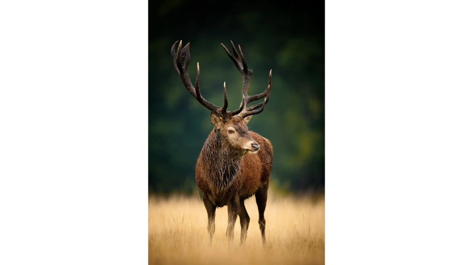 un cerf majestueux, la nature est reine en haute-marne et très appréciée des chasseurs