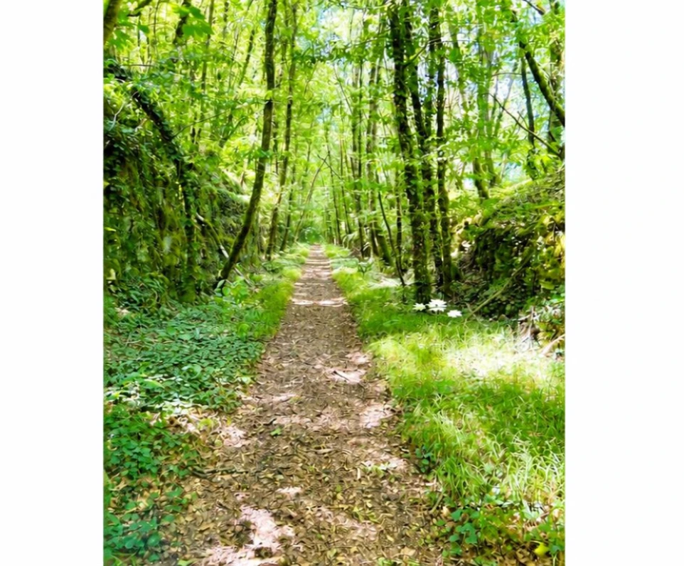 la haute marne vous invite à la nature avec ses inonbrables promenades en fôret
